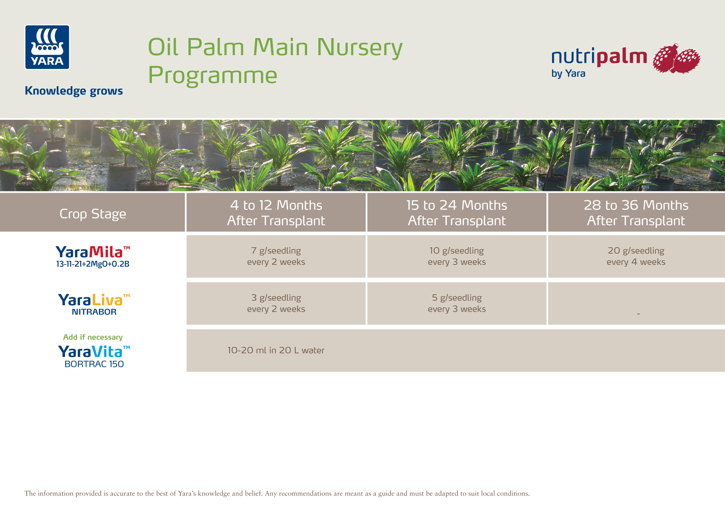 Oil Palm pre nursery