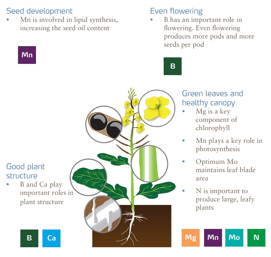 The roles of micronutrients in oilseed crops