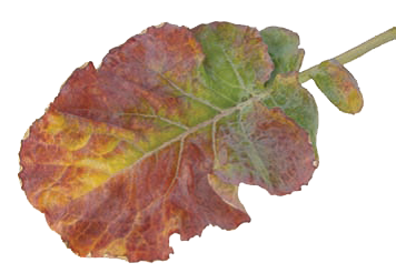 Nitrogen Deficiency